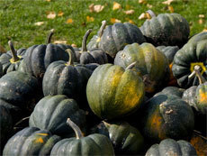 acorn-squash