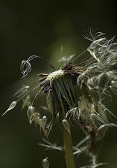 disheveled