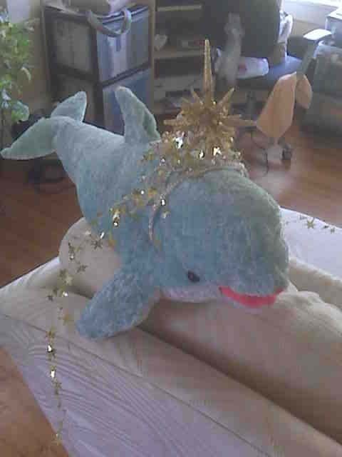 DolphinHDay1