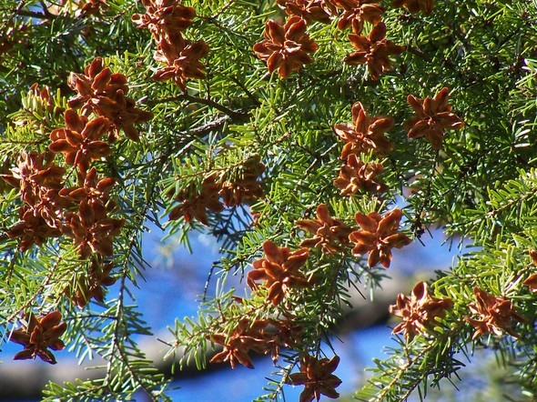 Amherst Trees 095