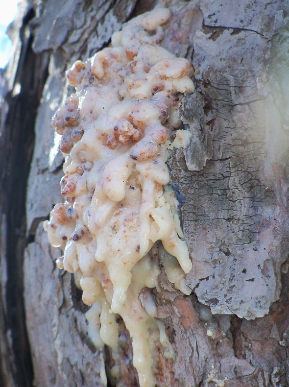 Amherst Trees 248