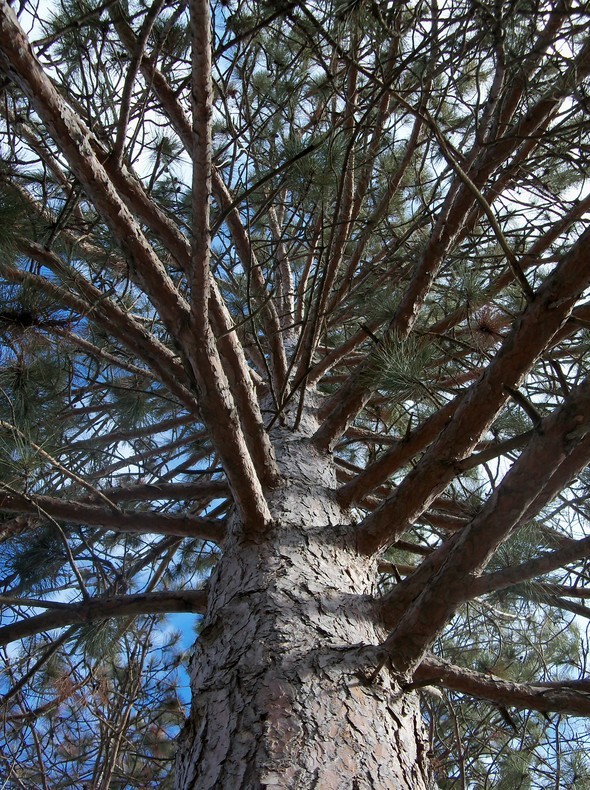 Amherst Trees 049