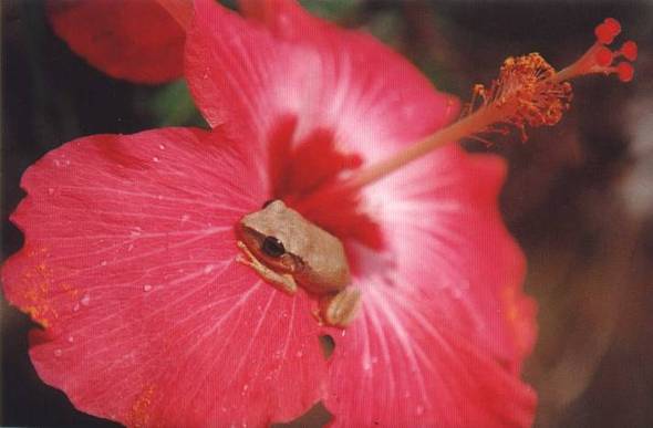Coqui on hibiscus small