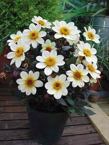 dahlia cream