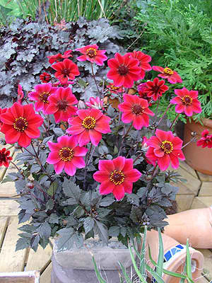dahlia drac
