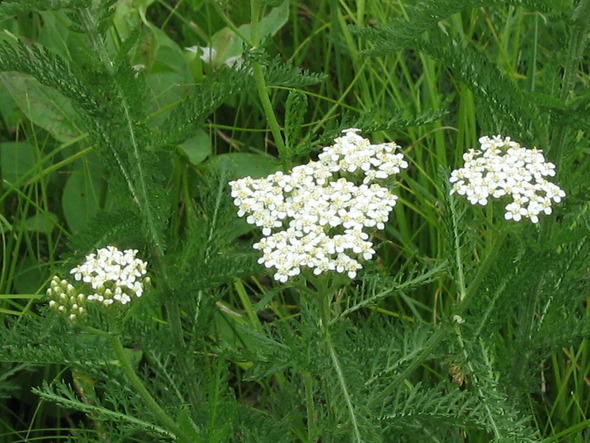 yarrow flower