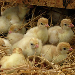 baby-turkeys8686-0