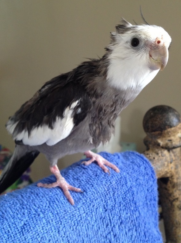 PearlSpaDay