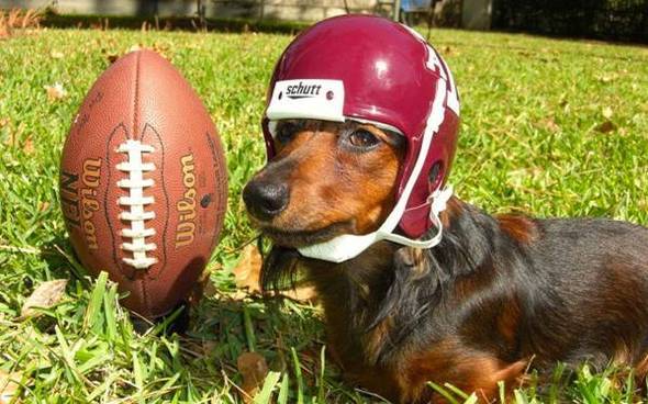 DachshundFootball