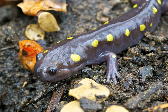Spotted Salamander (Ambystoma maculatum)