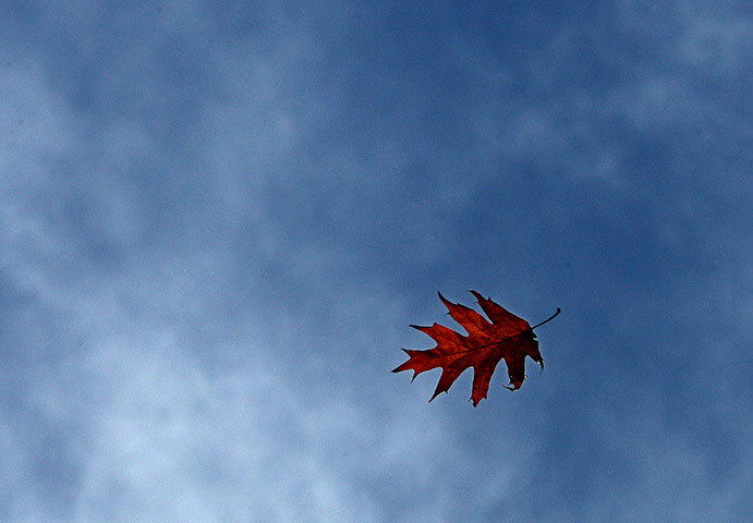 a leaf in the wind