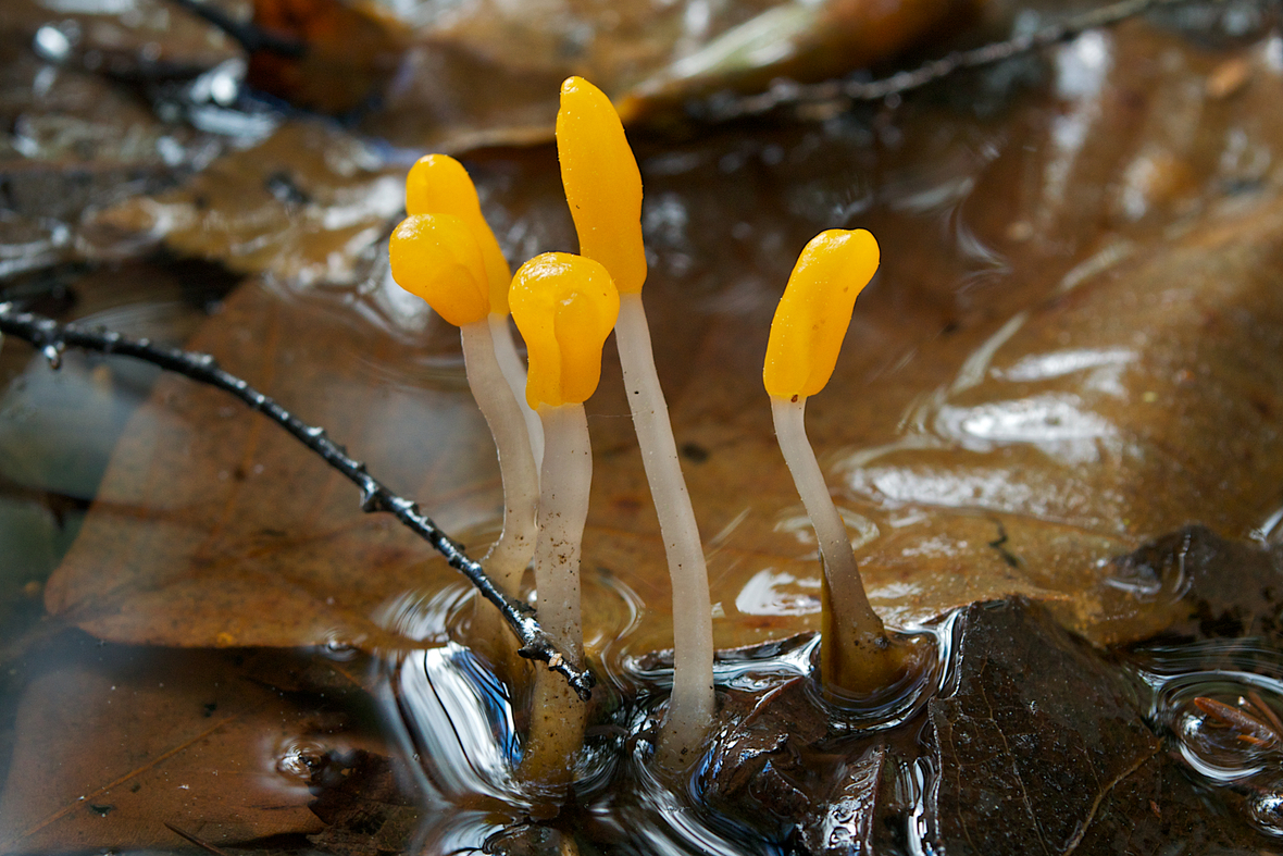 Swamp Beacons - No Two Alike