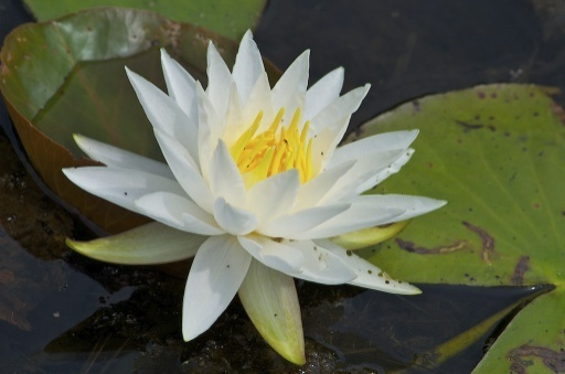White Water Lily  Nymphaea odorata 