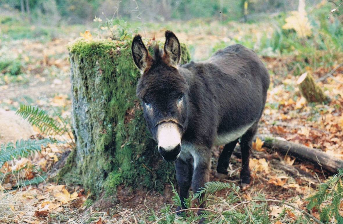 donkey2