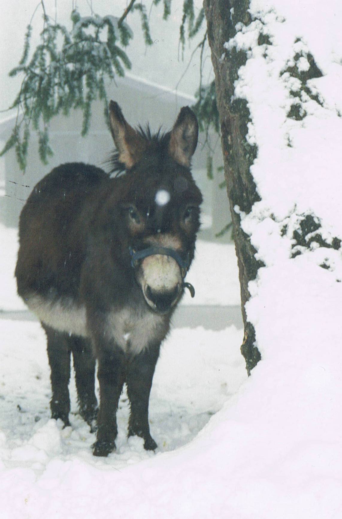 donkey7