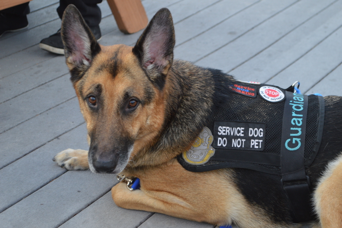 Please Share our Trained PTSD & Seizure Alert Dog and our Service Dog
