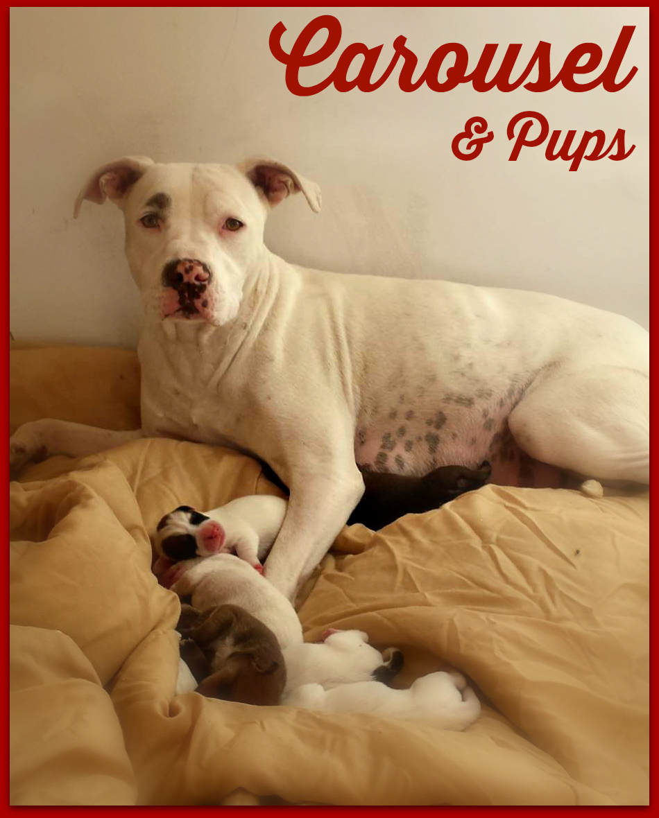 2nd Chance Dog Rescue Newzletter December 2014