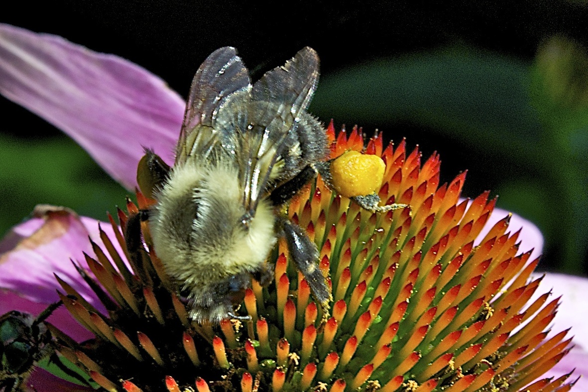 Bumblebee With a Full Pollen Basket