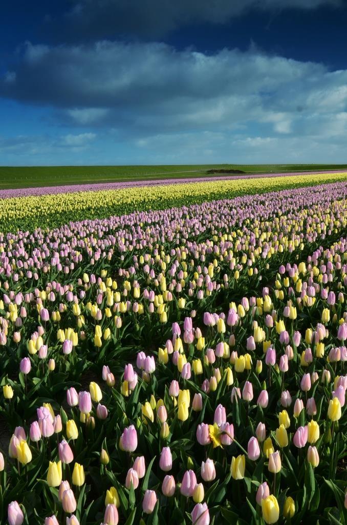 tulpenveld1kl