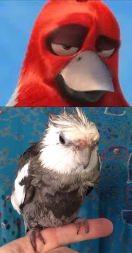 LFCrazyLoveHawk