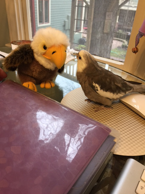 babybaldeagle8
