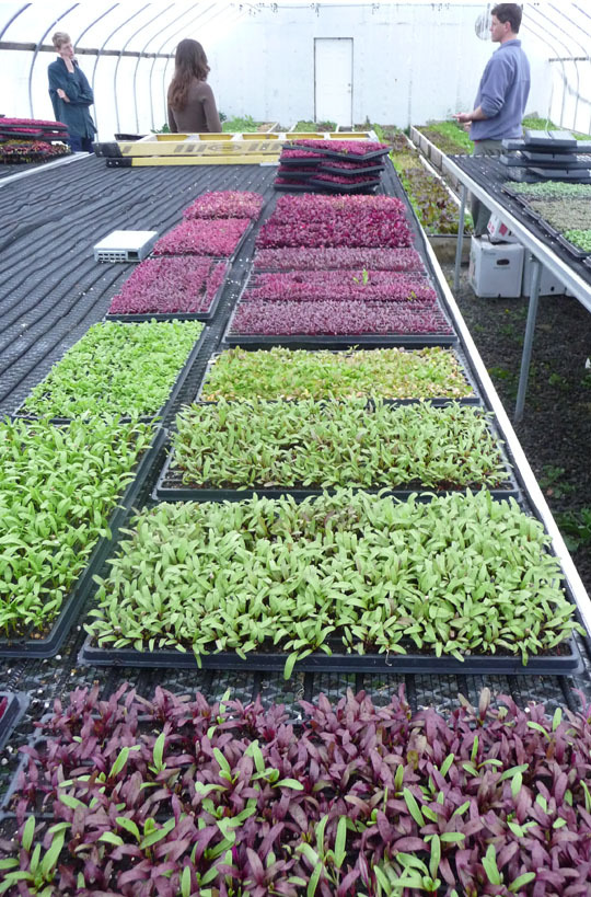 MicrogreensWHF