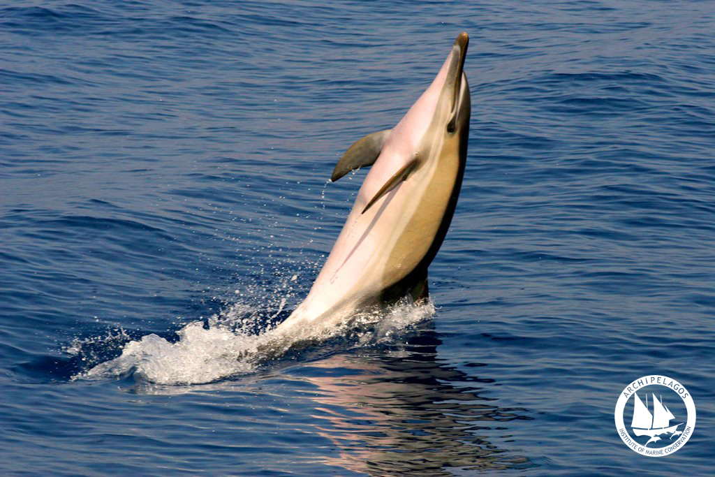 dolphin1 logo