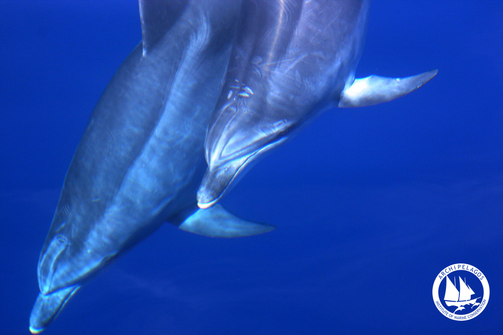 dolphin2 logo