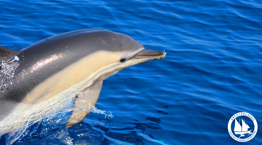 dolphin3 logo