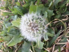 Dandelion large-225x169