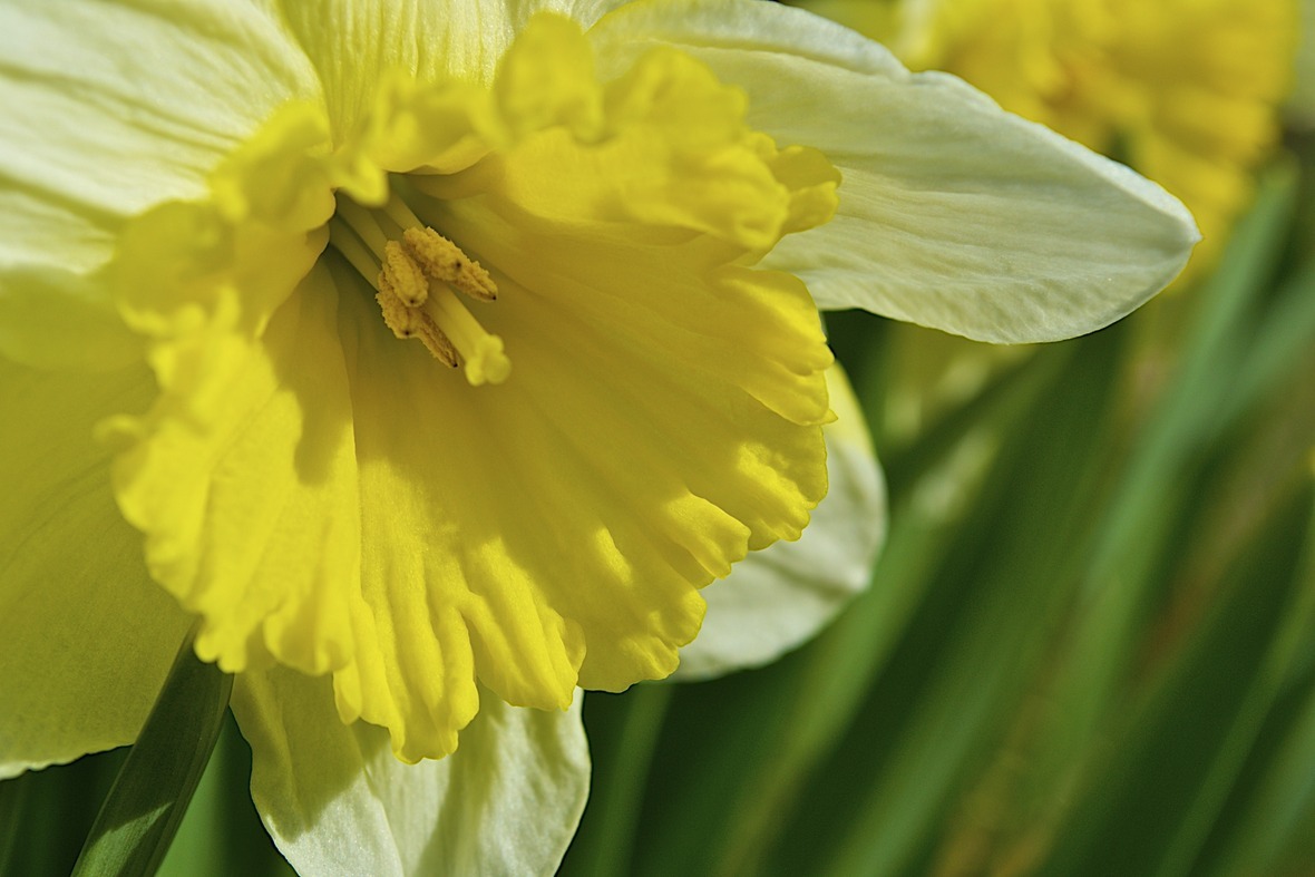 Mt. Hood Daffodil Hybrid