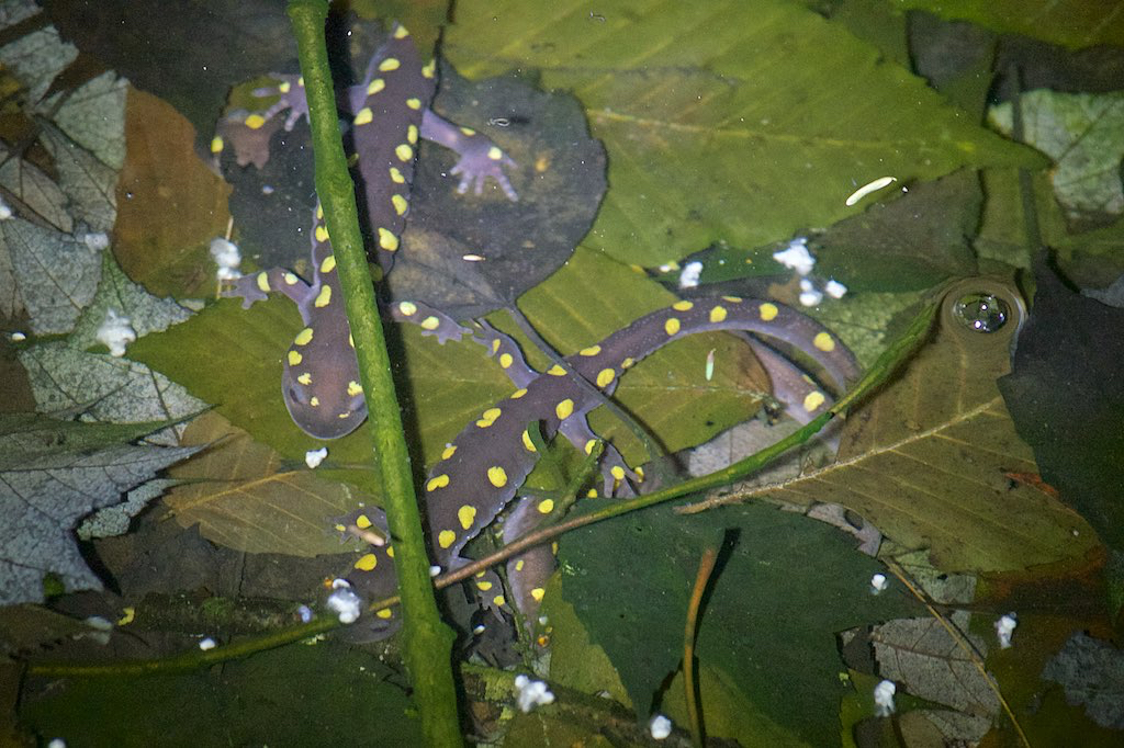 First Spotted Salamanders of 2015
