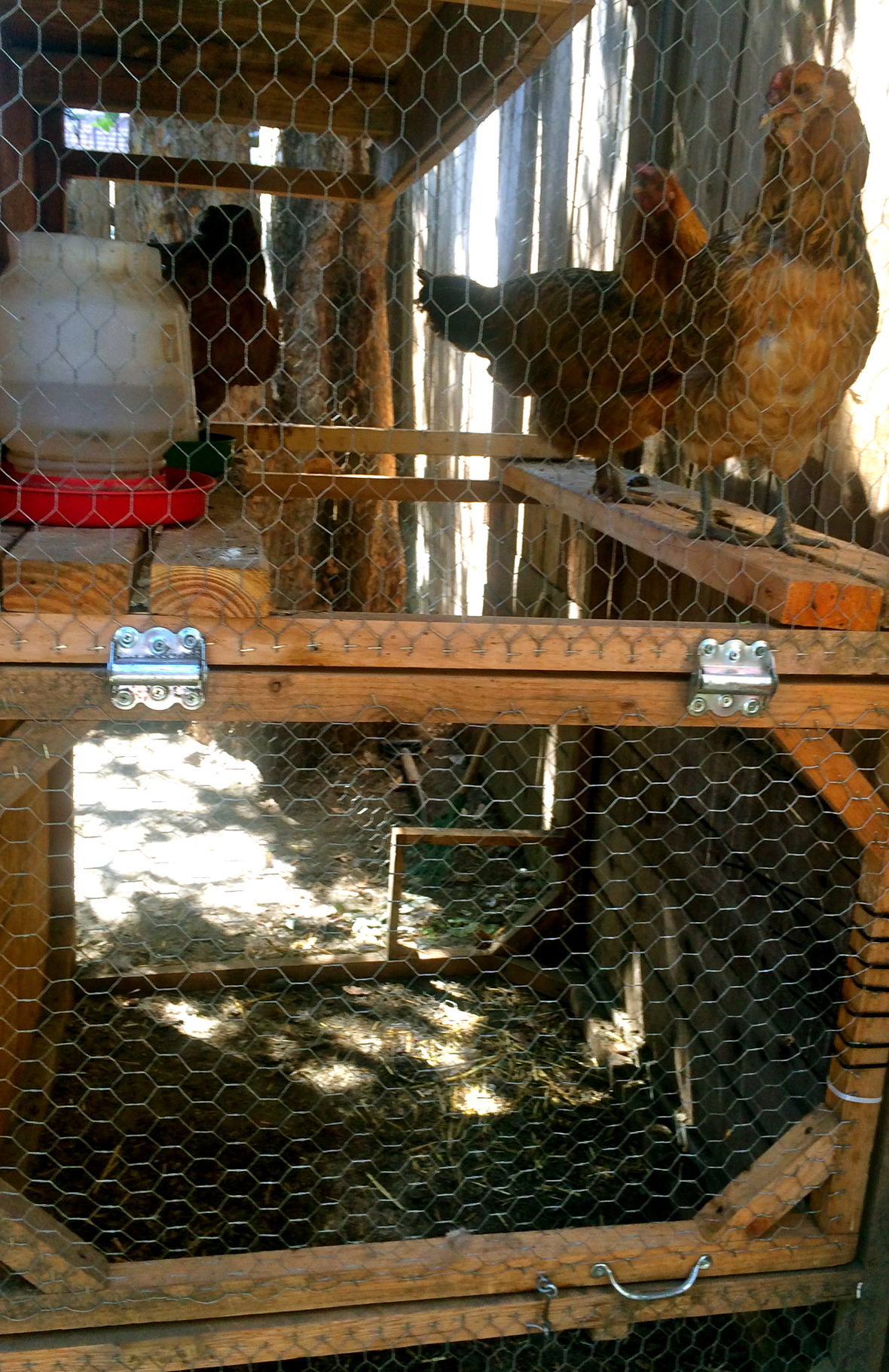 Cleaning Out the Chicken Coop