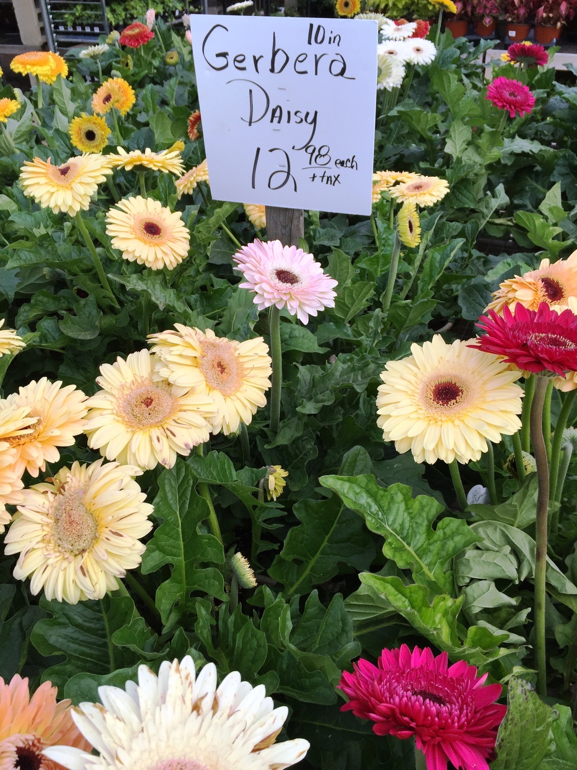 Klein Greenhouse Weekend Update SALE!