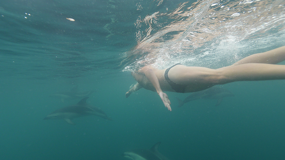 dolphins2