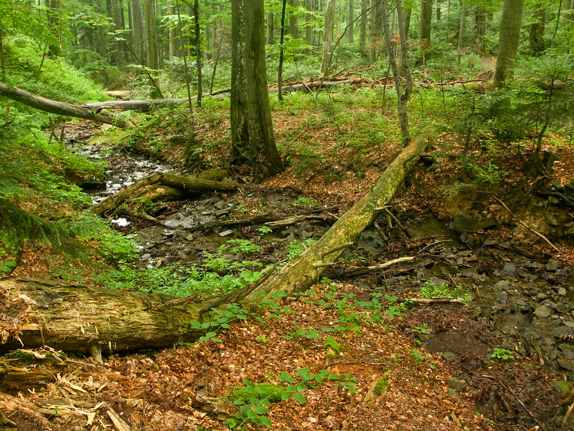 Stuzica primeval forest  Slovakia