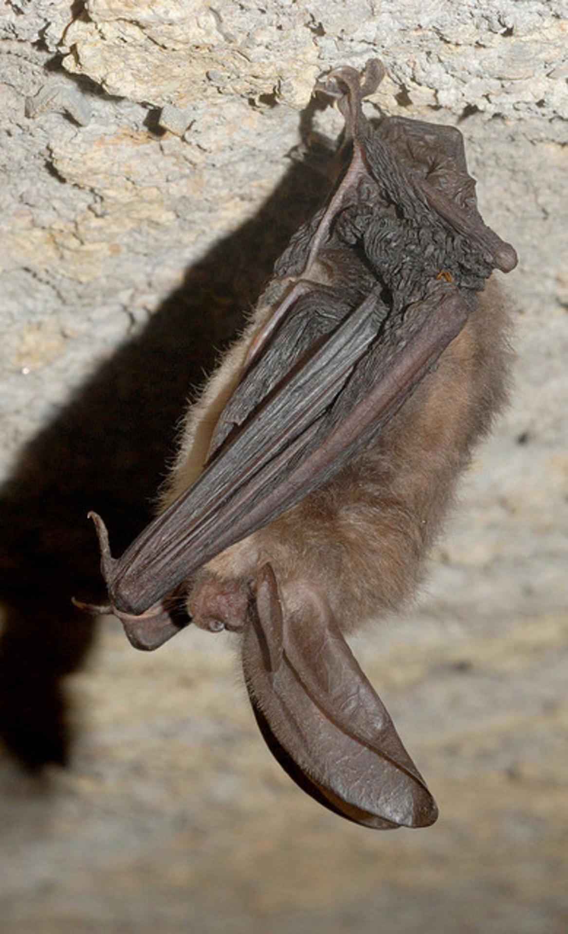 Townsend s big eared bat Craig Stihler photo public domain