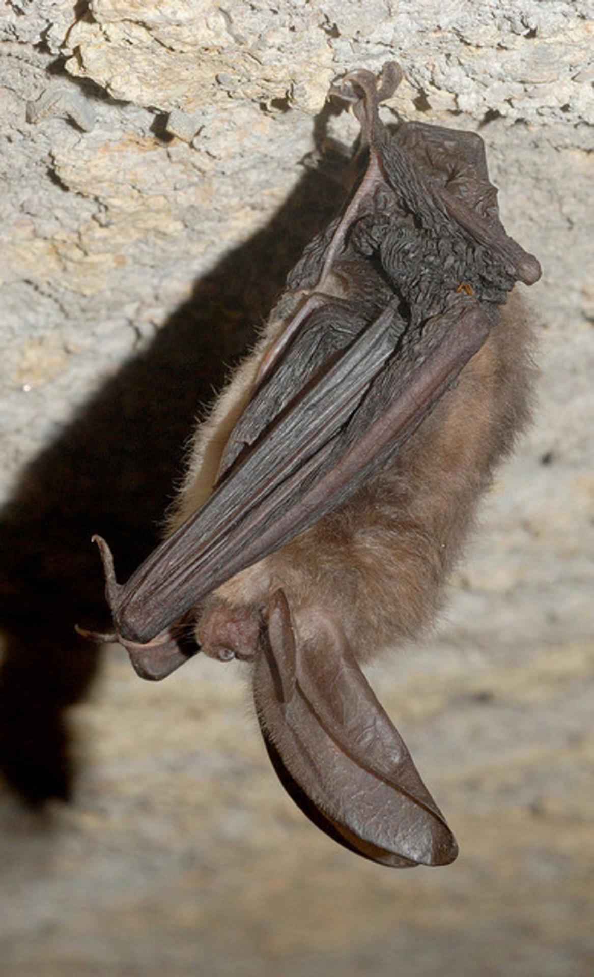 Townsend s  big eared bat Craig Stihler photo public domain