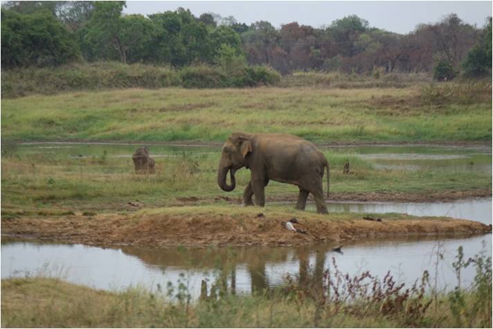 Elephant WG 03