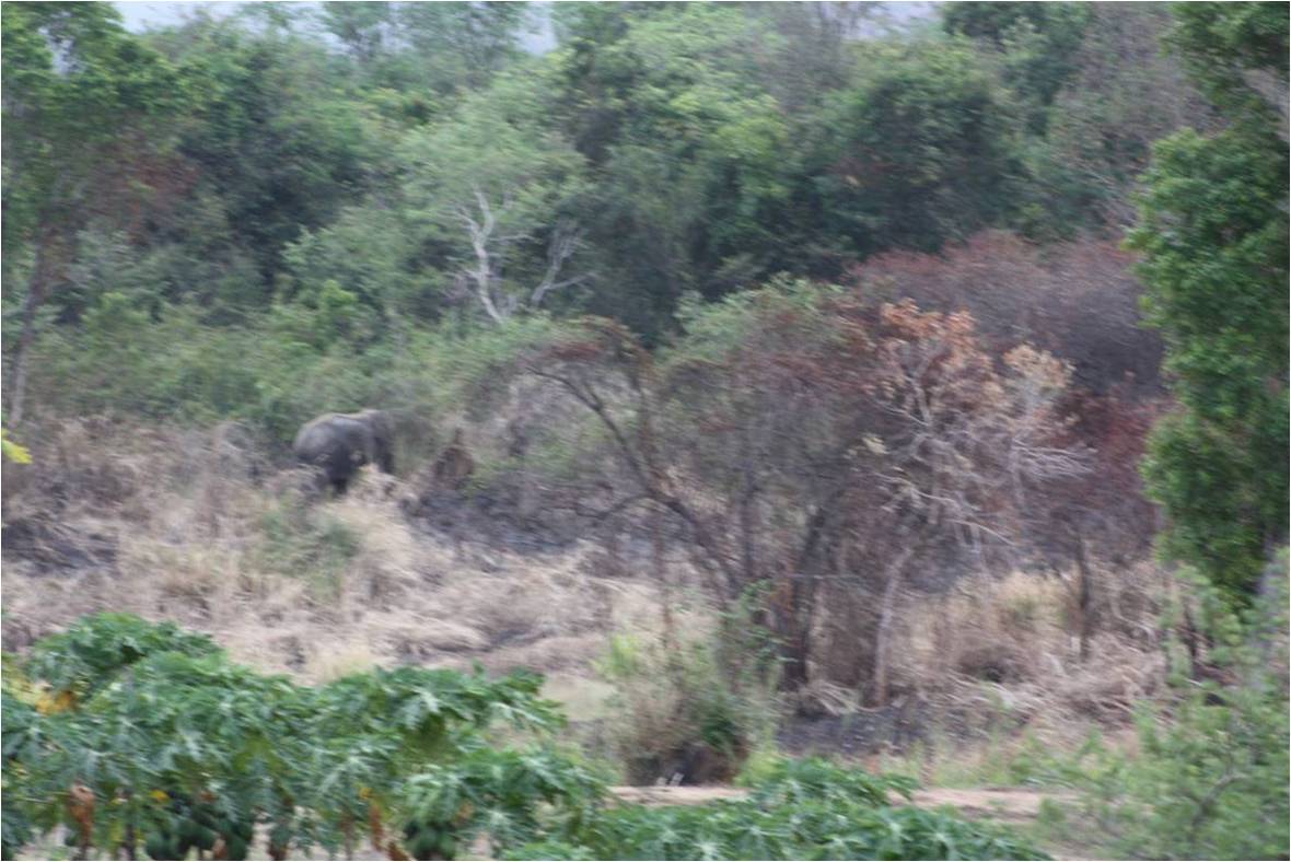 Elephant WG 02