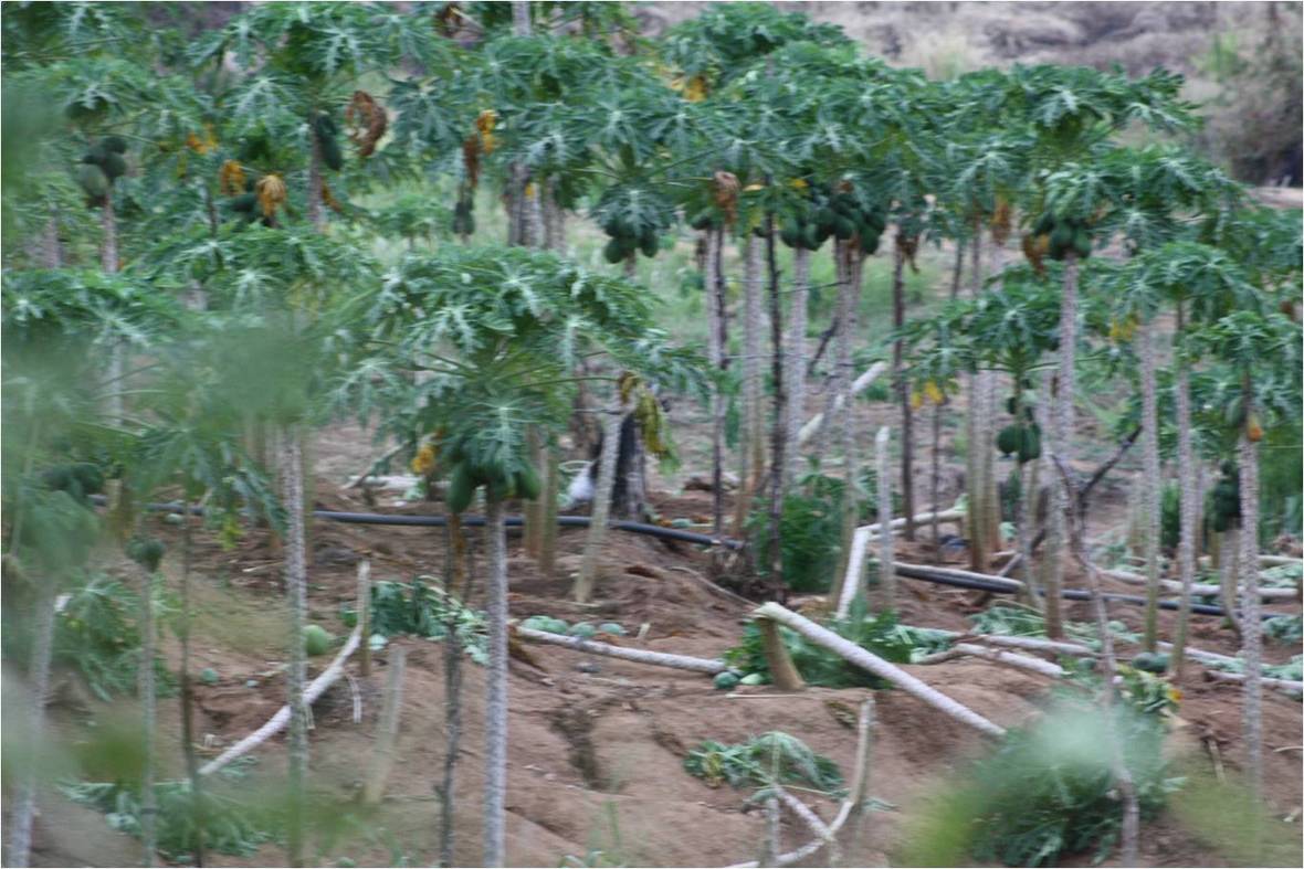 Crop Damage 01