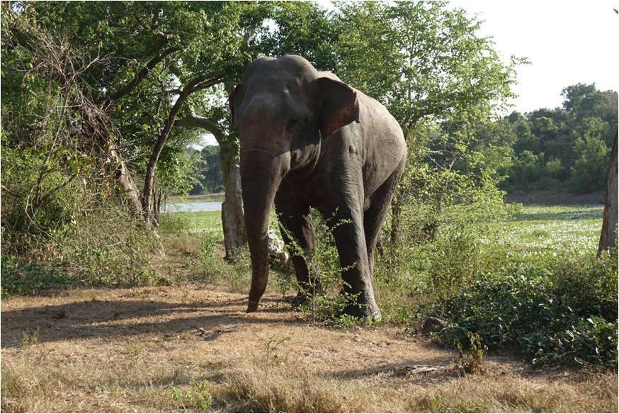Elephant WNP 01