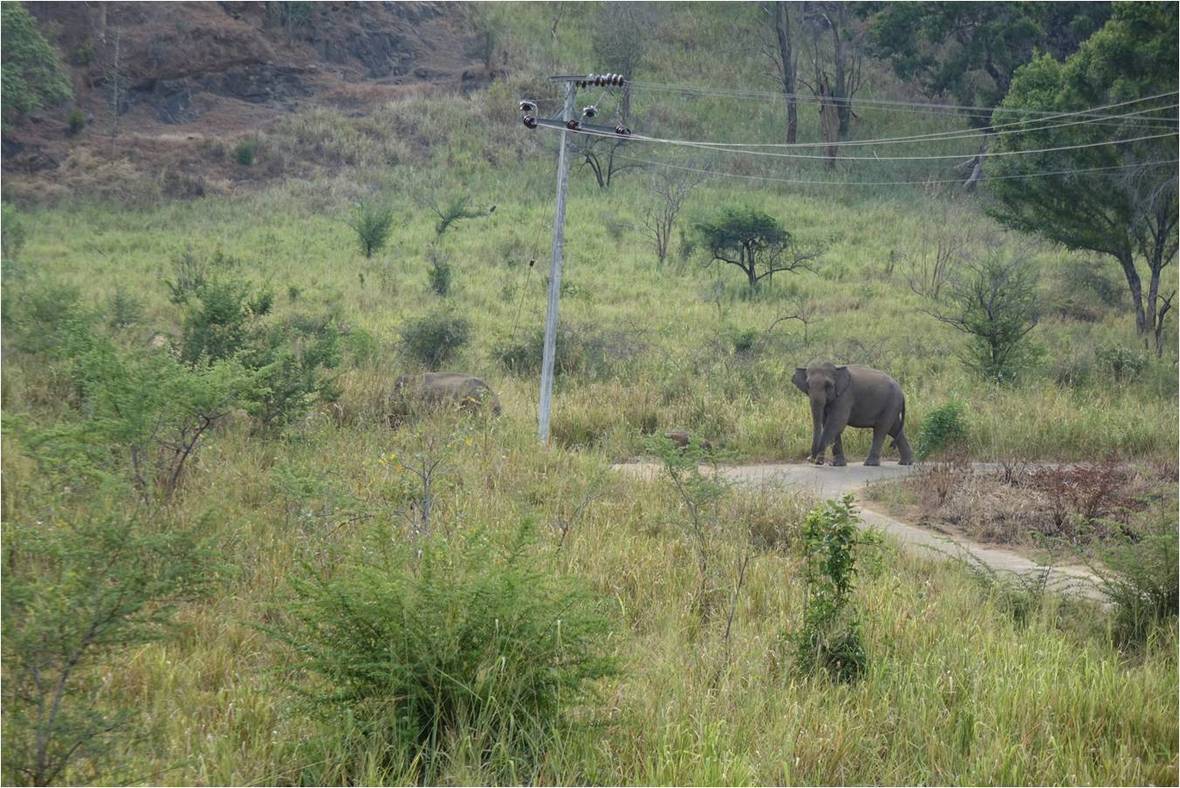 Elephant WG 05