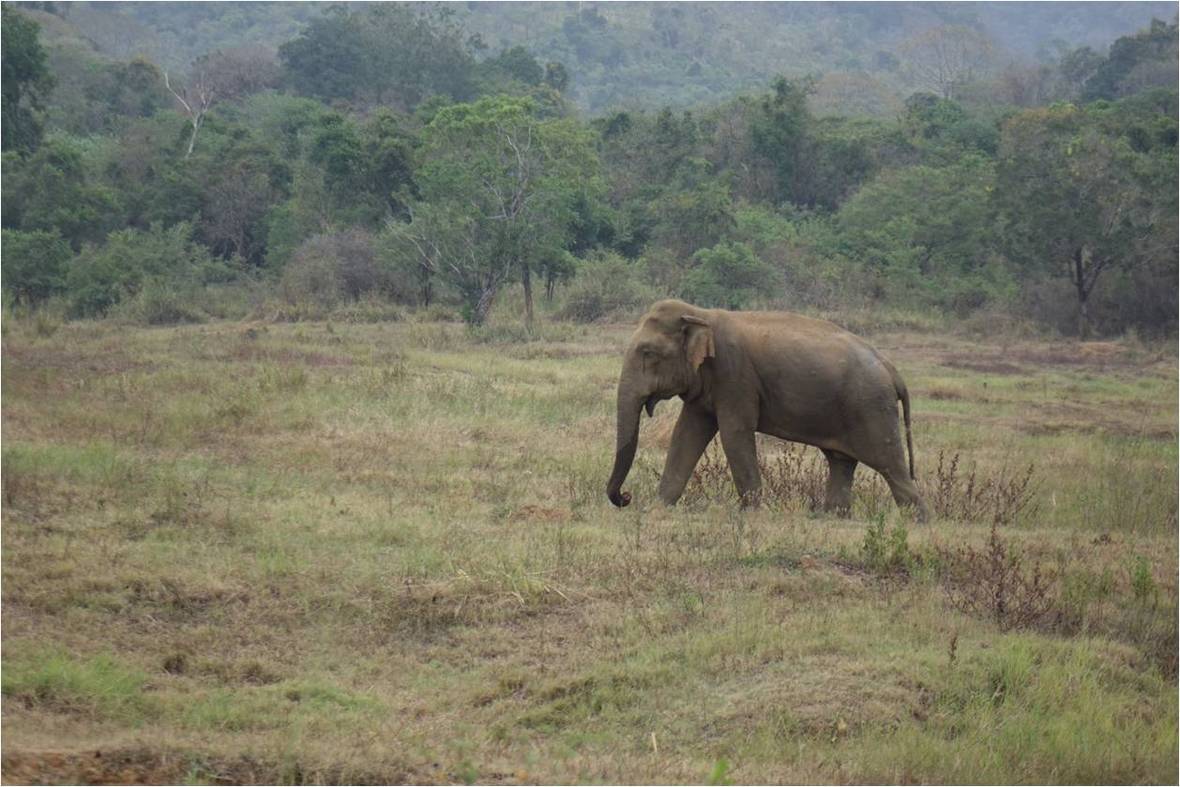 Elephant WG 01