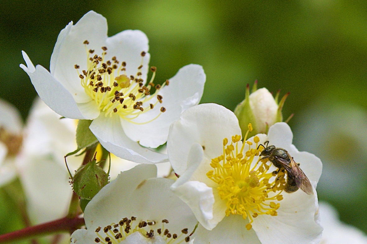 Beautiful but Invasive