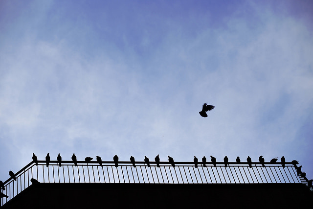 15511748135 9c185897c0 z