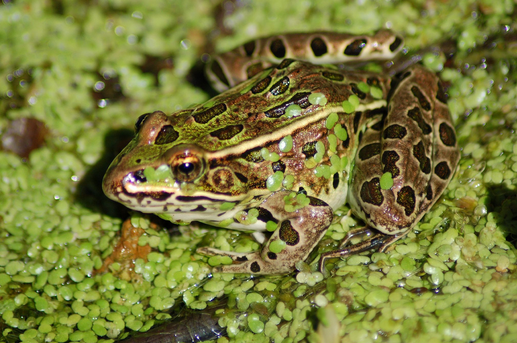 frog in wetland