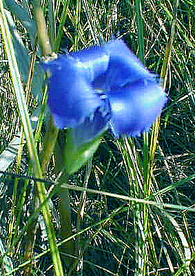 Fringed Gentian