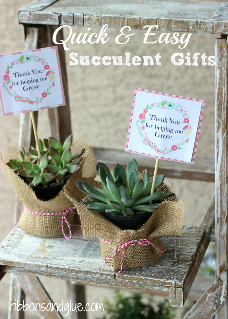 Easy-Succulent-Gifts-733x1024