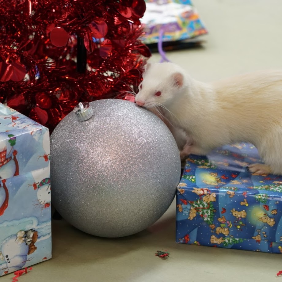Mile High Ferret Club & Ferret Dreams Rescue Newsletter December 2019